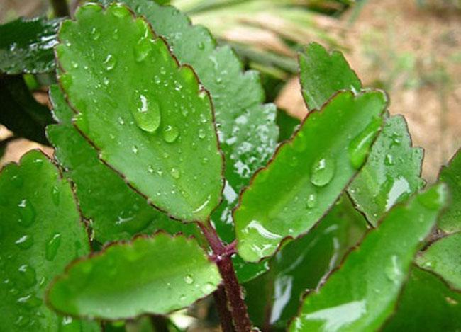 công dụng của cây sống đời