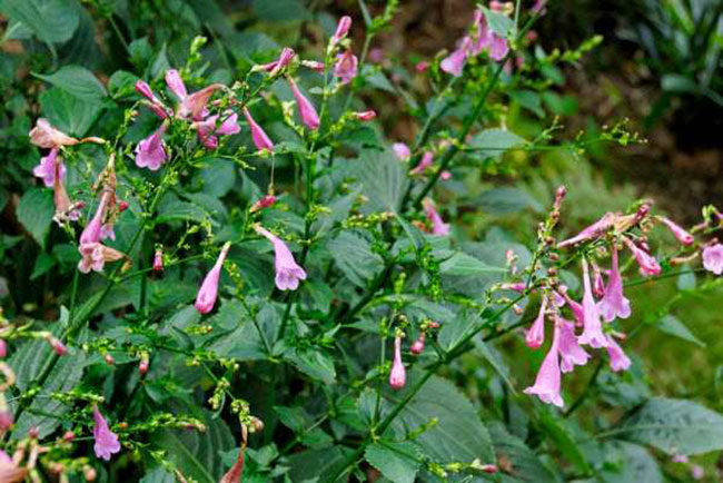 cay-cham-meo công dụng của cây chàm mèo