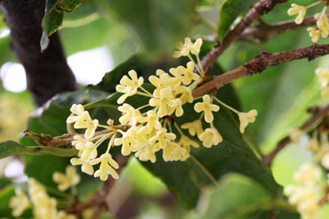 cay-moc-huong-1 cây mộc hương là gì