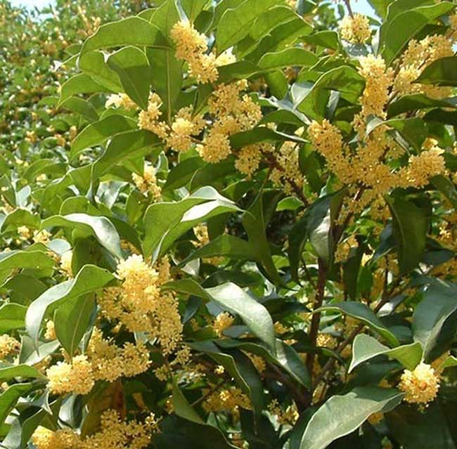 cay-moc-huong-2 đặc điểm của cây mộc hương