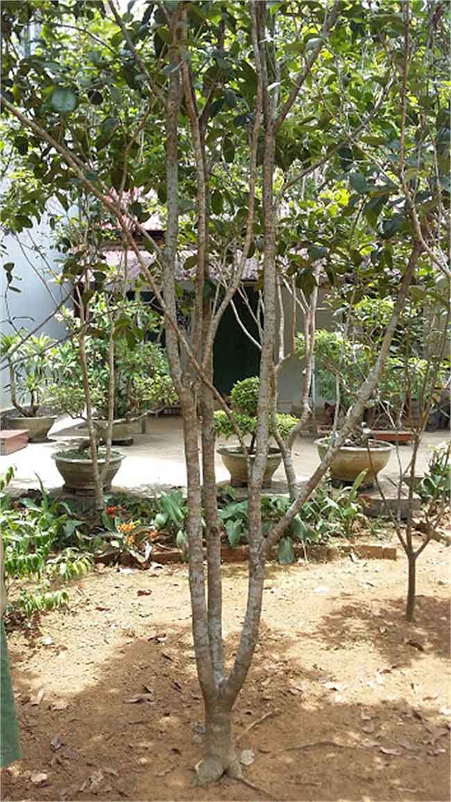 cay-moc-huong-3 công dụng của cây mộc hương