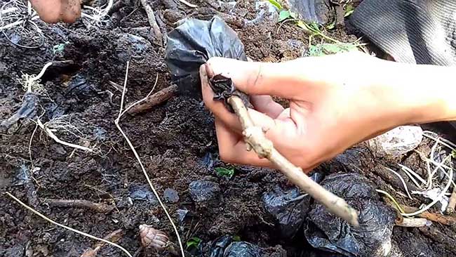 cay-moc-huong-5 cách trồng cây mộc hương