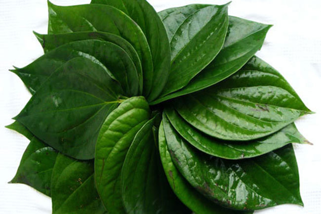 chữa đau răng bằng lá trầu không