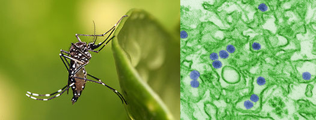 muoi-van-va-virus-zika.