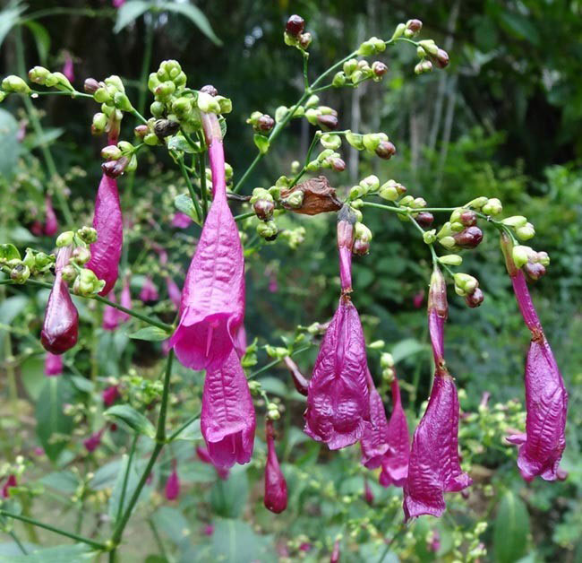 tac-dung-cua-cay-cham-meo cây chàm mèo