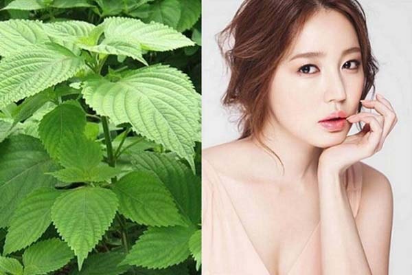 tam-trang-bang-la-tia-to-1 Tắm trắng bằng lá tía tô có tốt không