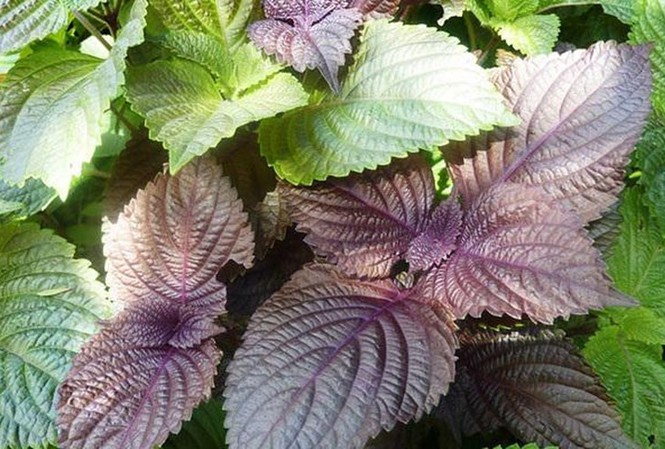 tam-trang-bang-la-tia-to-2 Các tác dụng của lá tía tô đối với làn da của bạn