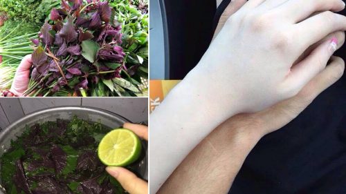 tam-trang-bang-la-tia-to-5 Tắm trắng bằng lá tía tô tươi