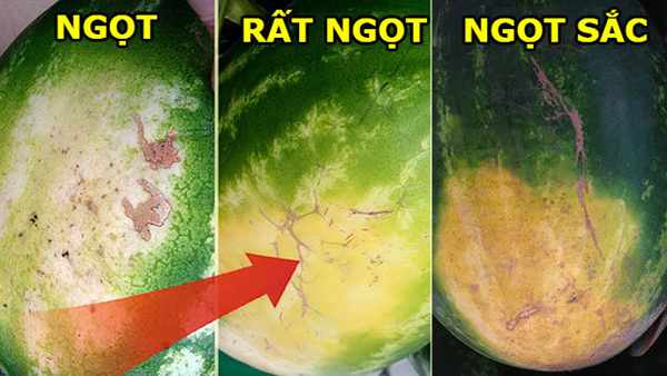 quả dưa hấu nào cũng có 1 vùng da màu vàng nhạt