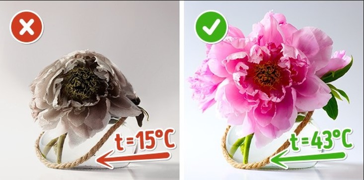 cach-giu-hoa-tuoi-lau-hon-1 Cách cắm hoa tươi lâu hơn