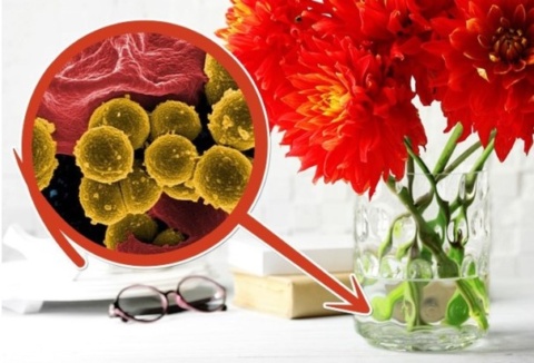 Cách giữ hoa tươi lâu hơn