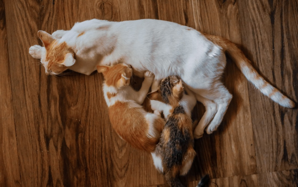 Photo 1683744579737 bc47bb7edbb3