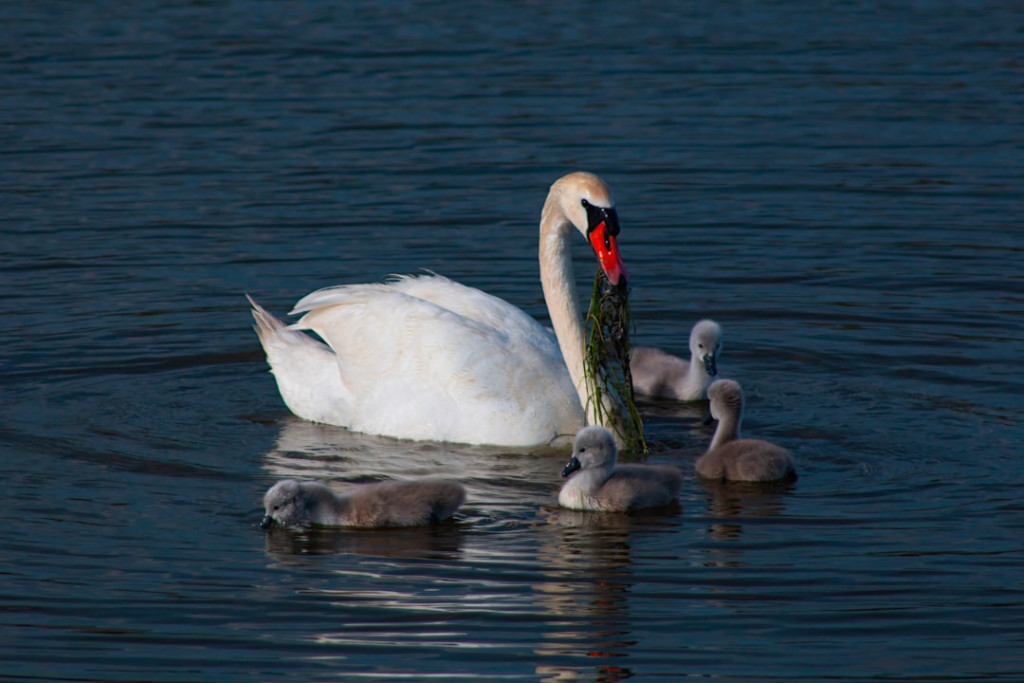 Photo 1716962658457 02ab28f9a779