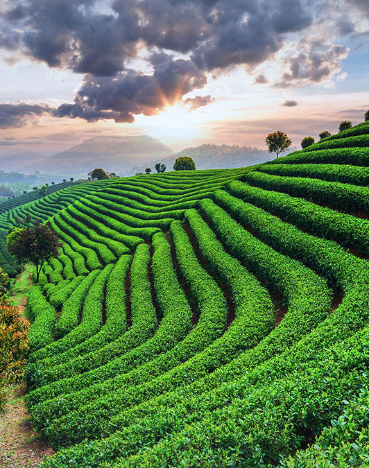 Bảo Lộc đồi chè xanh Bảo Lộc đồi chè xanh