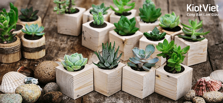 cây cảnh mini cây cảnh mini