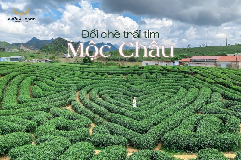 Đồi chè Mộc Châu