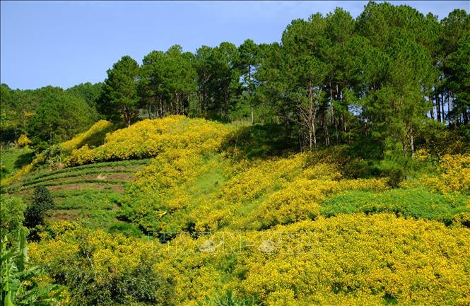 đồi hoa dã quỳ vàng rực Đà Lạt