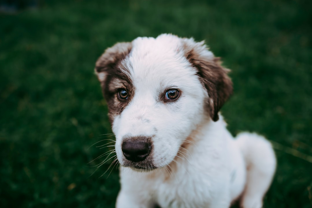 kẻ mắt puppy eyeliner
