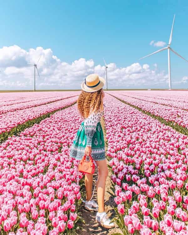 Lễ hội hoa Tulip Keukenhof Lễ hội hoa Tulip Keukenhof