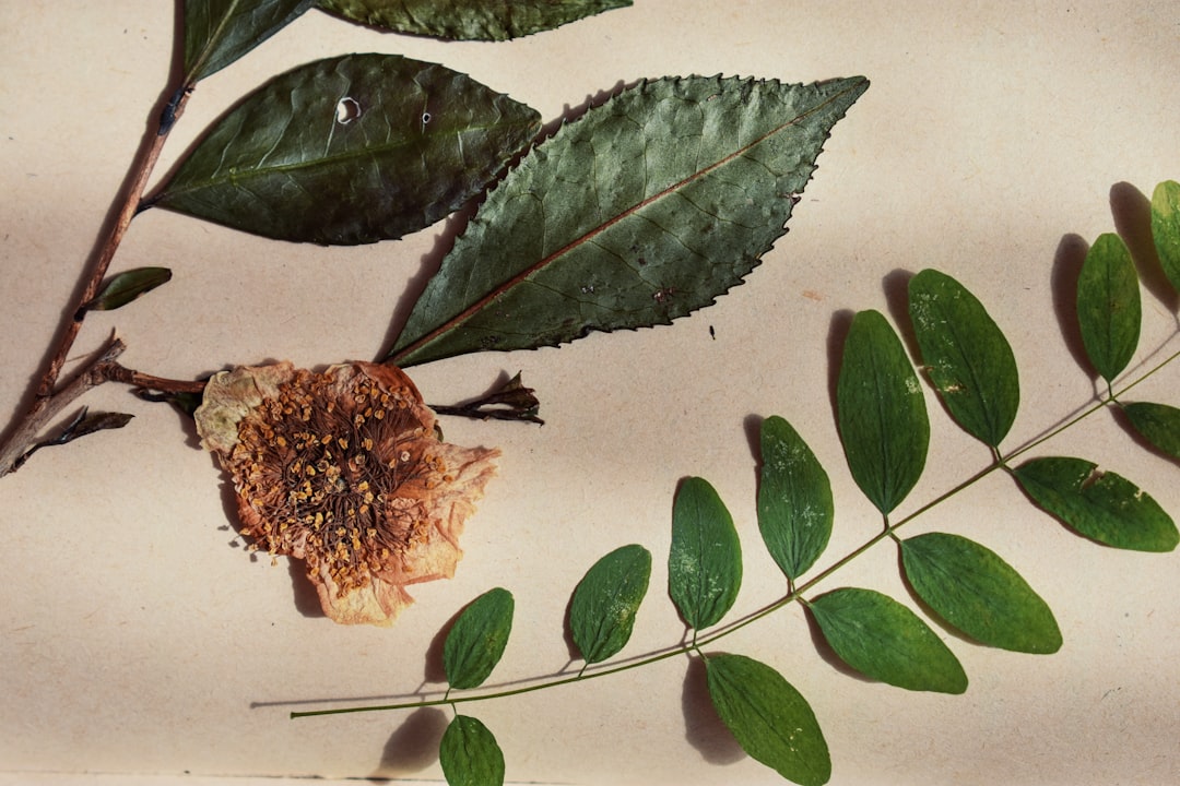 tinh dầu tràm trà, da mụn, lá tràm trà