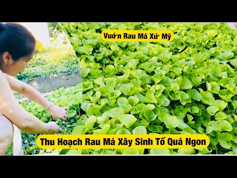 trẻ em thu hoạch rau trẻ em thu hoạch rau