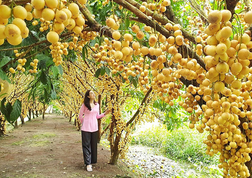 vườn trái cây ở Cái Bè Tiền Giang